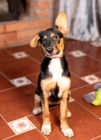 Собаки и кошки в добрые руки