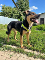 Собаки и кошки в добрые руки