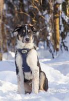 Собаки и кошки в добрые руки