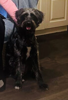 Собаки и кошки в добрые руки