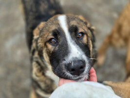 Собаки и кошки в добрые руки