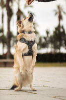 Собаки и кошки в добрые руки