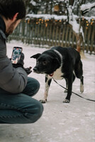 Собаки и кошки в добрые руки