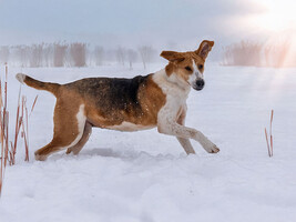 Собаки и кошки в добрые руки