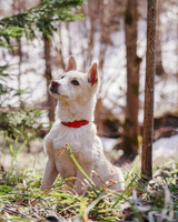 Собаки и кошки в добрые руки