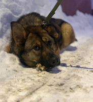 Собаки и кошки в добрые руки