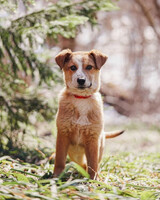 Собаки и кошки в добрые руки