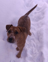 Собаки и кошки в добрые руки