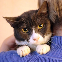 Собаки и кошки в добрые руки