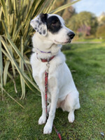 Собаки и кошки в добрые руки