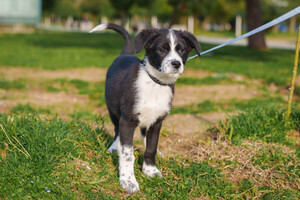 Собаки и кошки в добрые руки
