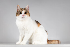 Собаки и кошки в добрые руки