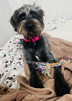 Собаки и кошки в добрые руки