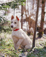 Собаки и кошки в добрые руки