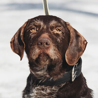 Собаки и кошки в добрые руки