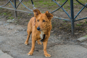 Собаки и кошки в добрые руки