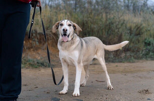 Собаки и кошки в добрые руки