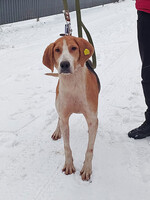 Собаки и кошки в добрые руки