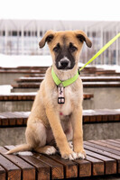 Собаки и кошки в добрые руки