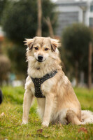 Собаки и кошки в добрые руки