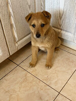 Собаки и кошки в добрые руки