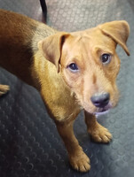 Собаки и кошки в добрые руки