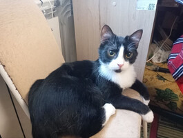 Собаки и кошки в добрые руки