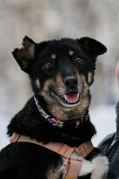 Собаки и кошки в добрые руки