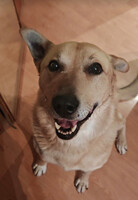 Собаки и кошки в добрые руки