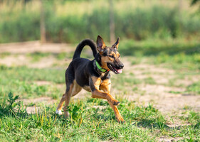 Собаки и кошки в добрые руки