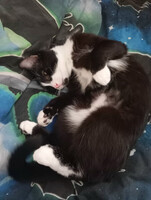 Собаки и кошки в добрые руки