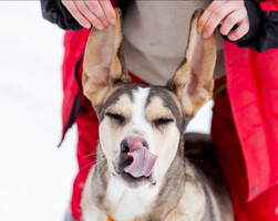 Собаки и кошки в добрые руки