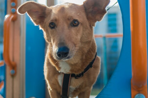 Собаки и кошки в добрые руки