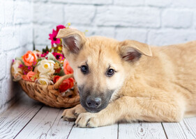 Собаки и кошки в добрые руки
