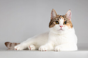 Собаки и кошки в добрые руки