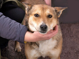 Собаки и кошки в добрые руки