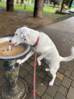 Собаки и кошки в добрые руки