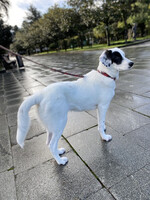 Собаки и кошки в добрые руки