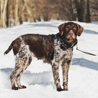 Собаки и кошки в добрые руки