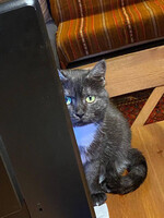 Собаки и кошки в добрые руки