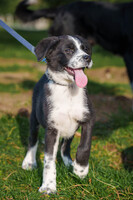 Собаки и кошки в добрые руки