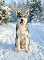 Собаки и кошки в добрые руки