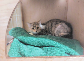 Собаки и кошки в добрые руки