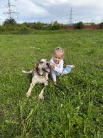 Собаки и кошки в добрые руки