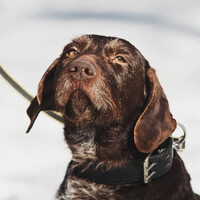 Собаки и кошки в добрые руки