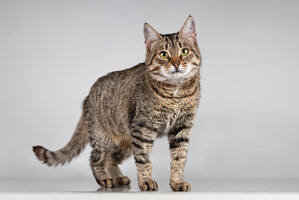 Собаки и кошки в добрые руки