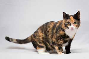 Собаки и кошки в добрые руки