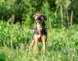 Собаки и кошки в добрые руки