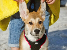 Собаки и кошки в добрые руки