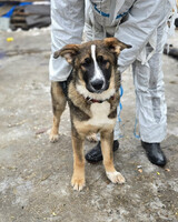 Собаки и кошки в добрые руки
